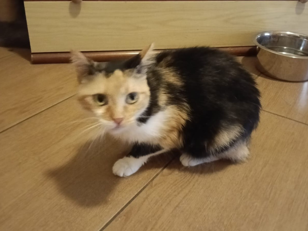 Adotta un gatto, femmina, 4 anni e 5 mesi, Lecco