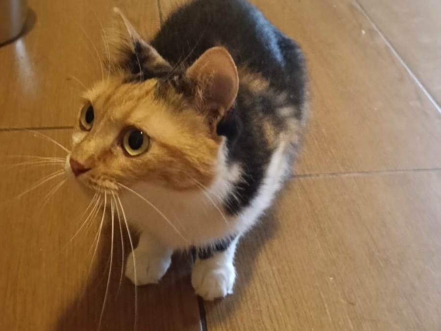 Adotta un gatto, taglia non valida, femmina, Lecco
