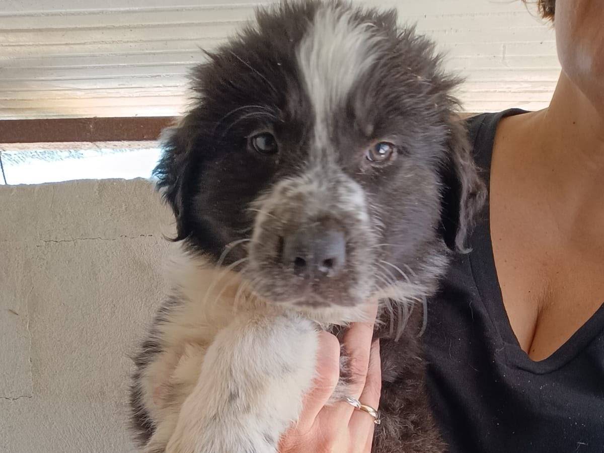 Adozione cane, maschio, Razza sconosciuta Razza sconosciuta, 2 mesi, taglia media contenuta, Caserta