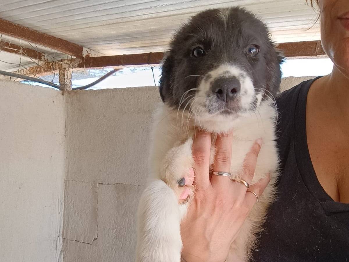 Adotta un cane, maschio, 2 mesi, Caserta