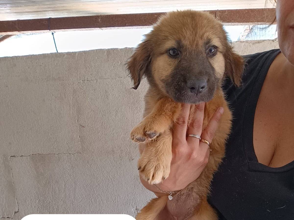 Adotta un cane, taglia media contenuta, maschio, Caserta