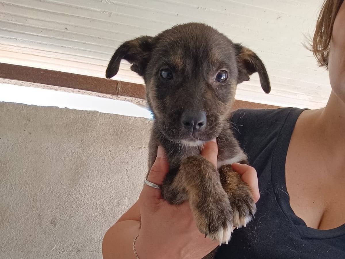 Vuoi adottare un cane a Caserta?
