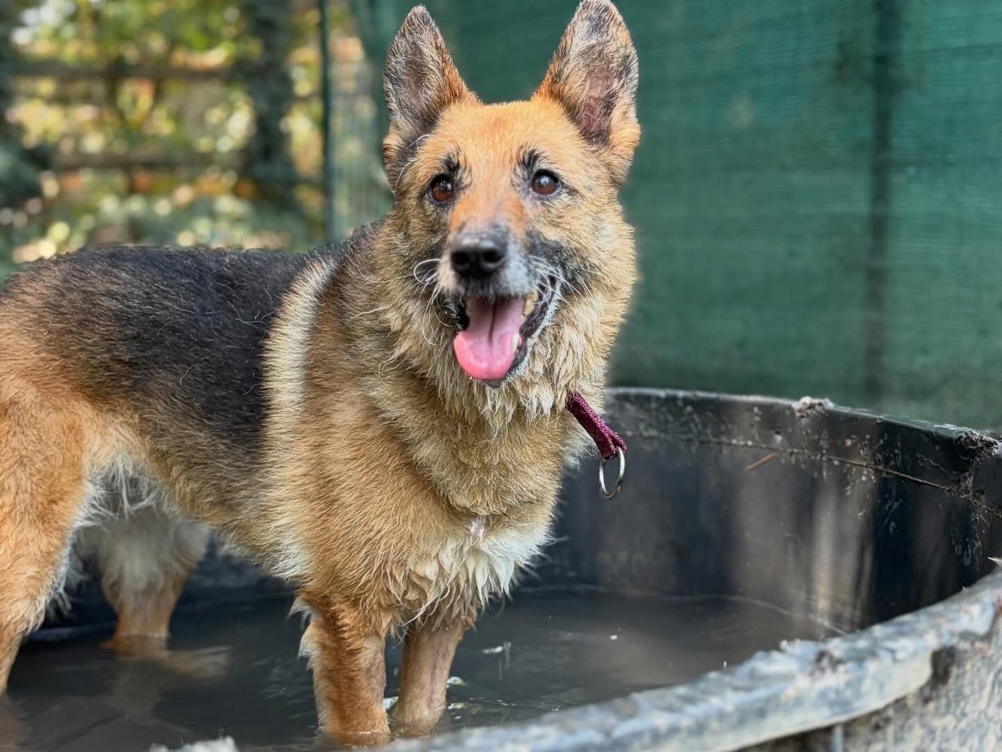 Adozione cane, femmina, Razza sconosciuta Razza sconosciuta, 5 anni e 4 mesi, taglia media contenuta, Milano