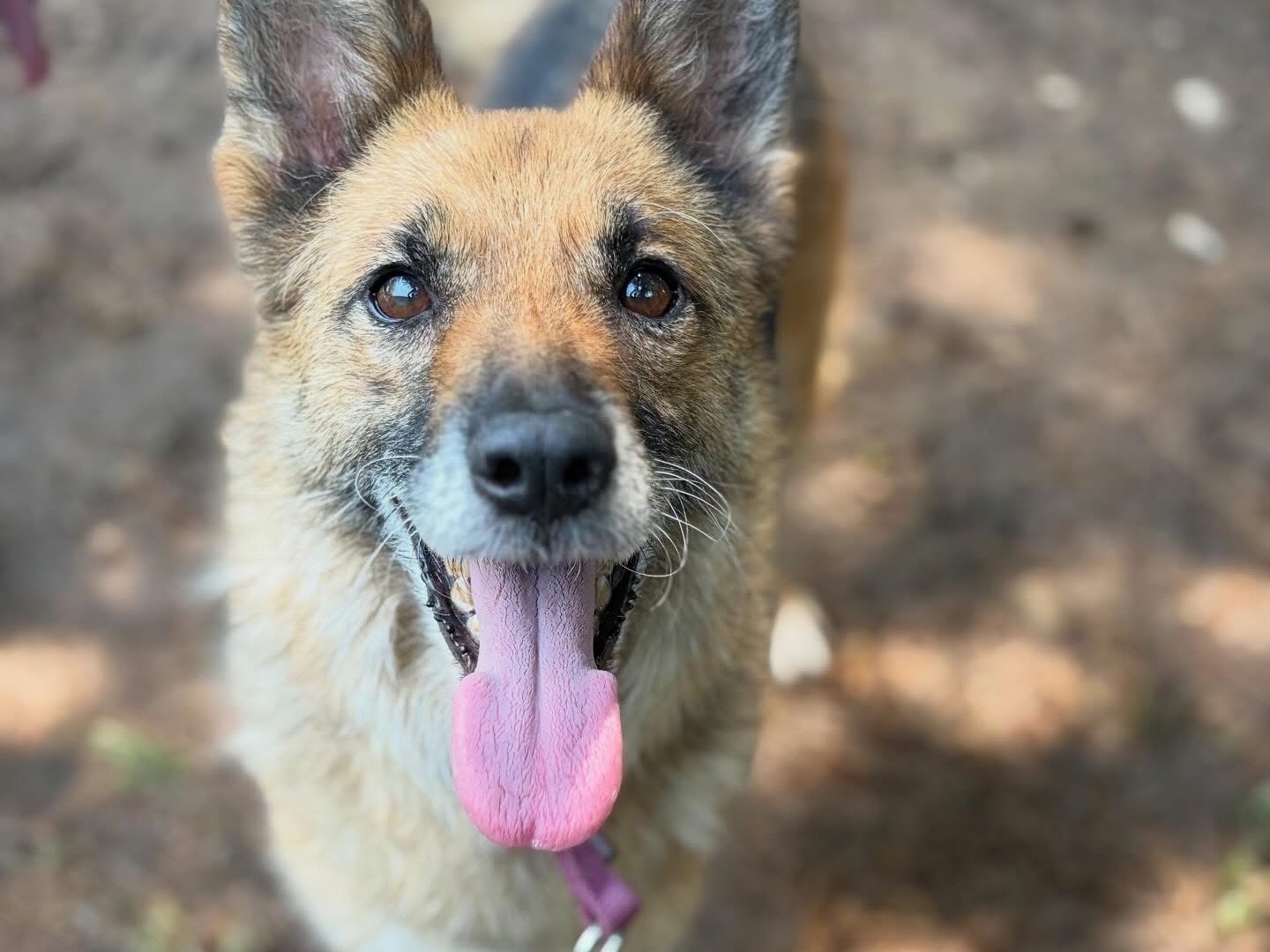 Adotta un cane, femmina, 5 anni e 4 mesi, Milano