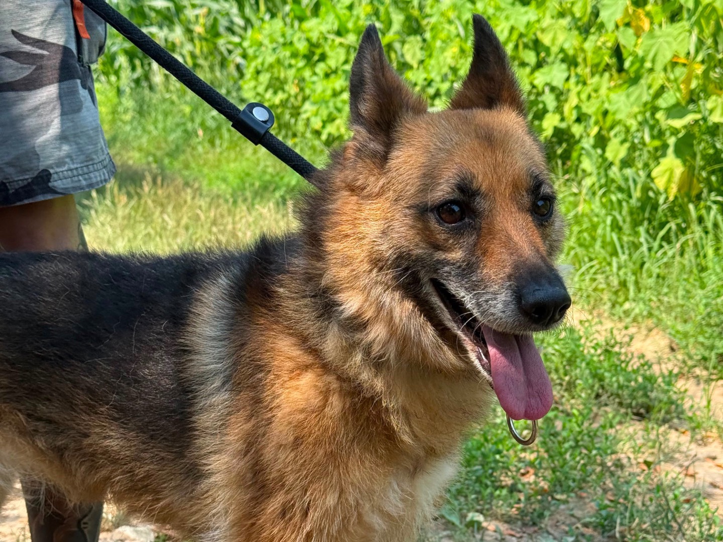 Adotta un cane, taglia media contenuta, femmina, Milano