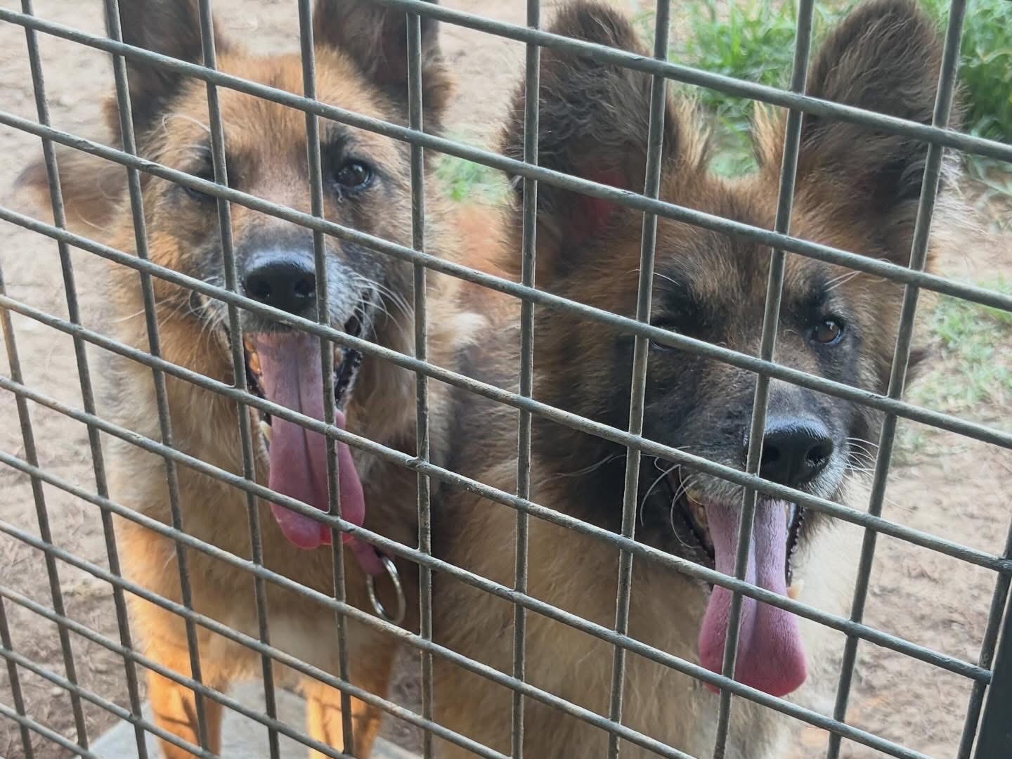Adotta il cane Benny  a Milano