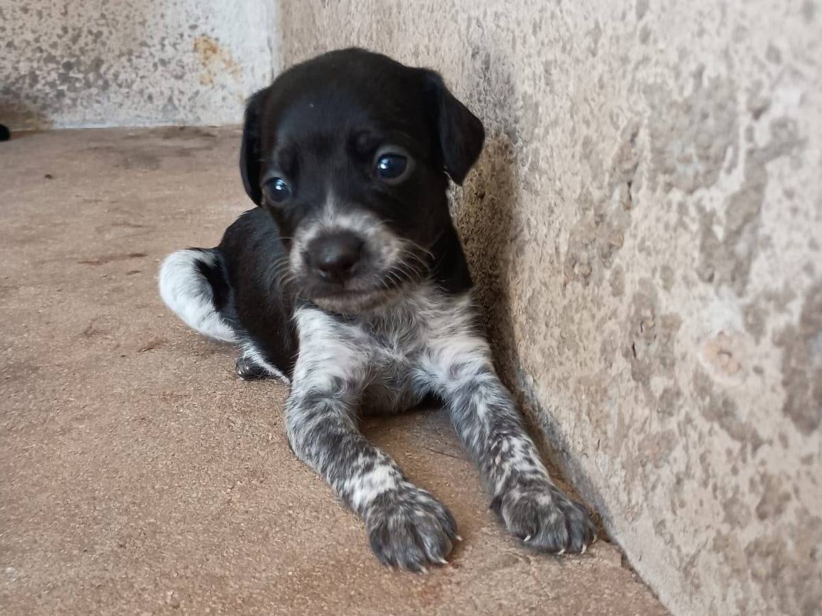 Adozione cane, femmina, Breton Razza sconosciuta, 1 mese, taglia piccola, Caserta
