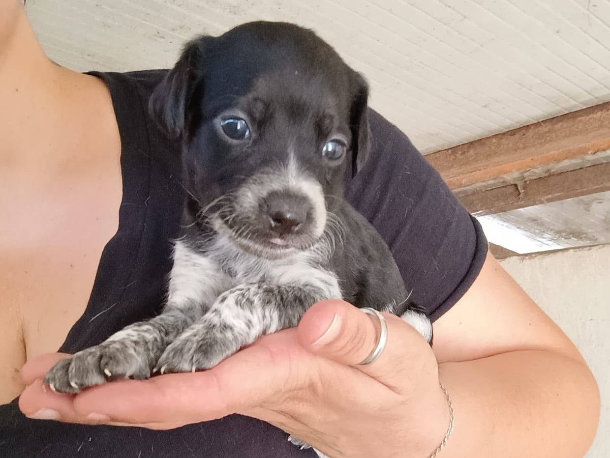Adotta un cane, femmina, 1 mese, Caserta