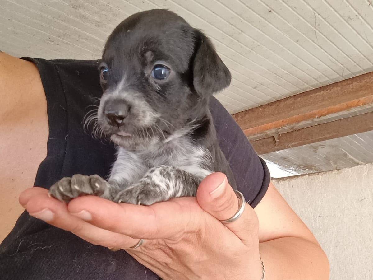 Adotta un cane, taglia piccola, femmina, Caserta