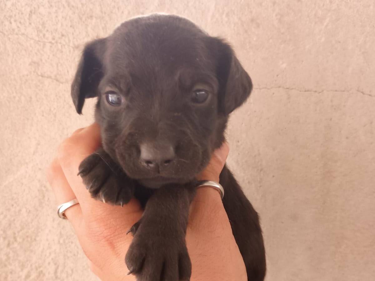 Adozione cane, maschio, Breton Razza sconosciuta, 1 mese, taglia piccola, Caserta