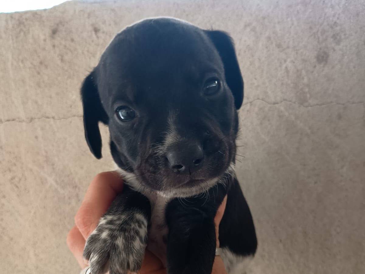 Adotta un cane, maschio, 1 mese, Caserta
