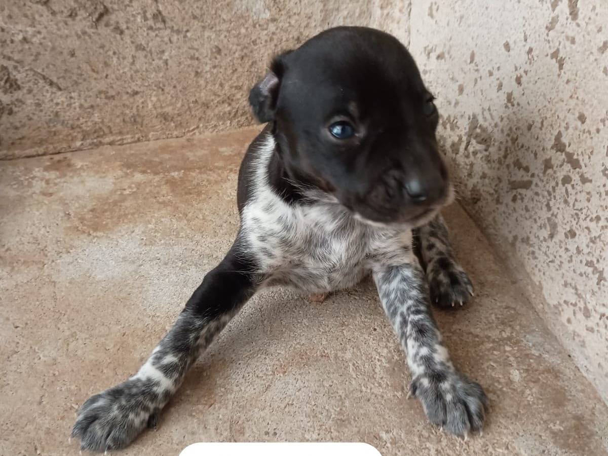 Adotta un cane, taglia piccola, maschio, Caserta