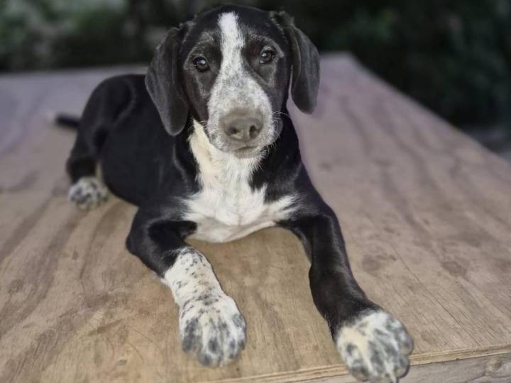 Adozione cane, femmina, Razza sconosciuta Razza sconosciuta, 4 mesi, taglia media, Catania