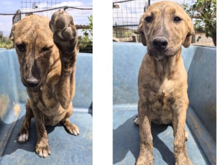 Adotta un cane, femmina, 4 mesi, Catania