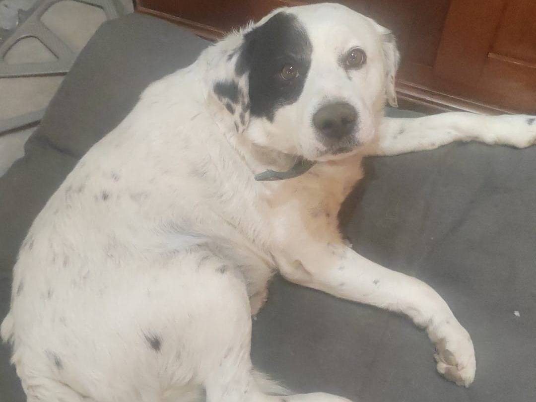 Adozione cane, maschio, Razza sconosciuta Razza sconosciuta, 10 anni e 1 mese, taglia media, Rieti
