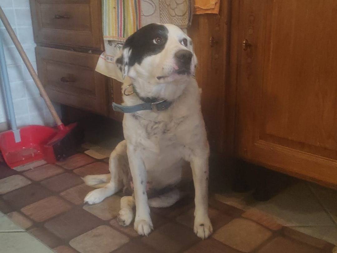 Adotta un cane, maschio, 10 anni e 1 mese, Rieti