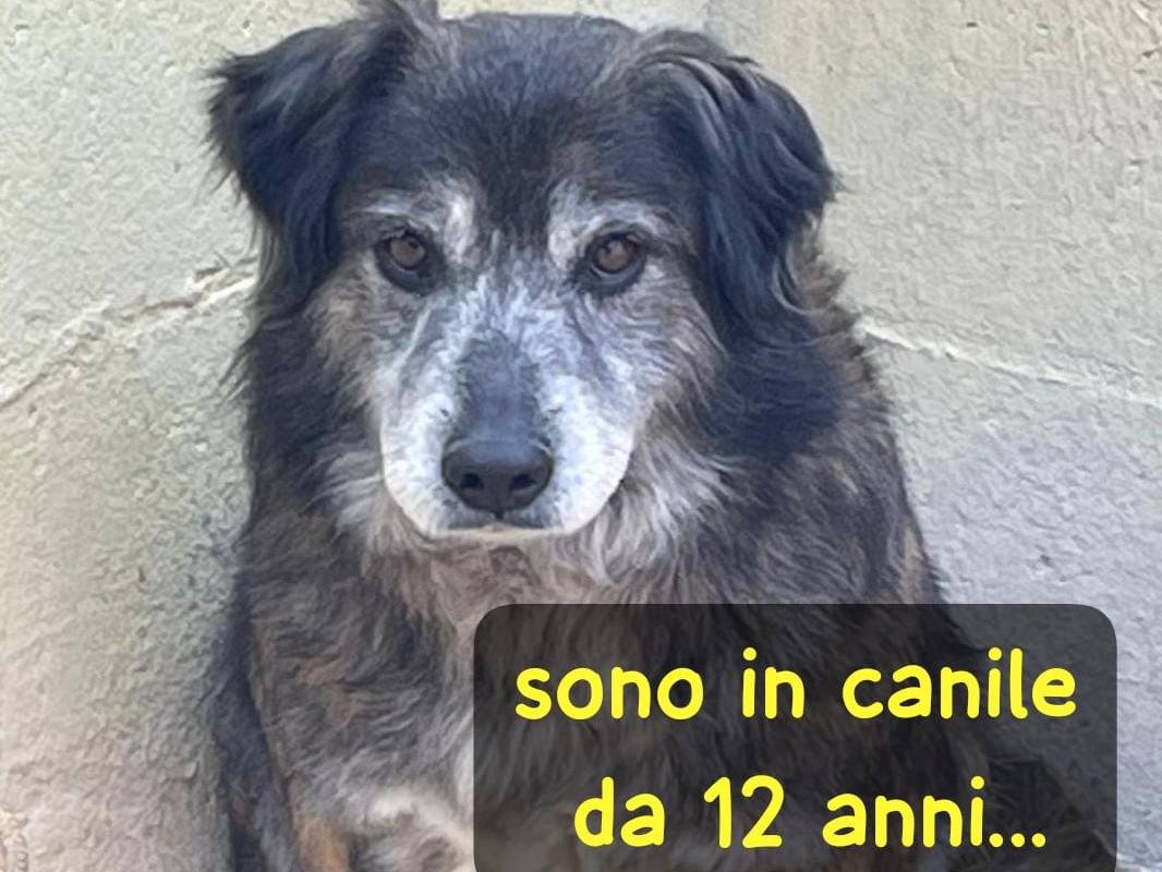 Adozione cane, maschio, Razza sconosciuta Razza sconosciuta, 12 anni e 1 mese, taglia media contenuta, Aosta