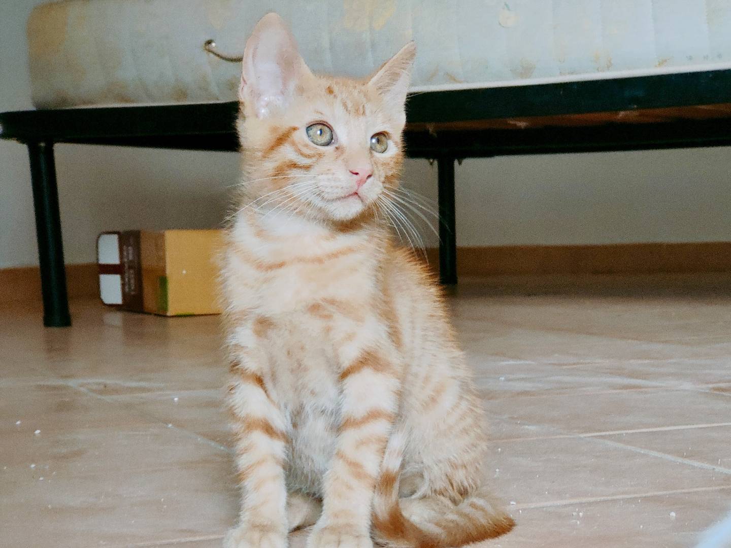 Adozione gatto, maschio, Razza sconosciuta Razza sconosciuta, 3 mesi, taglia non valida, Caserta