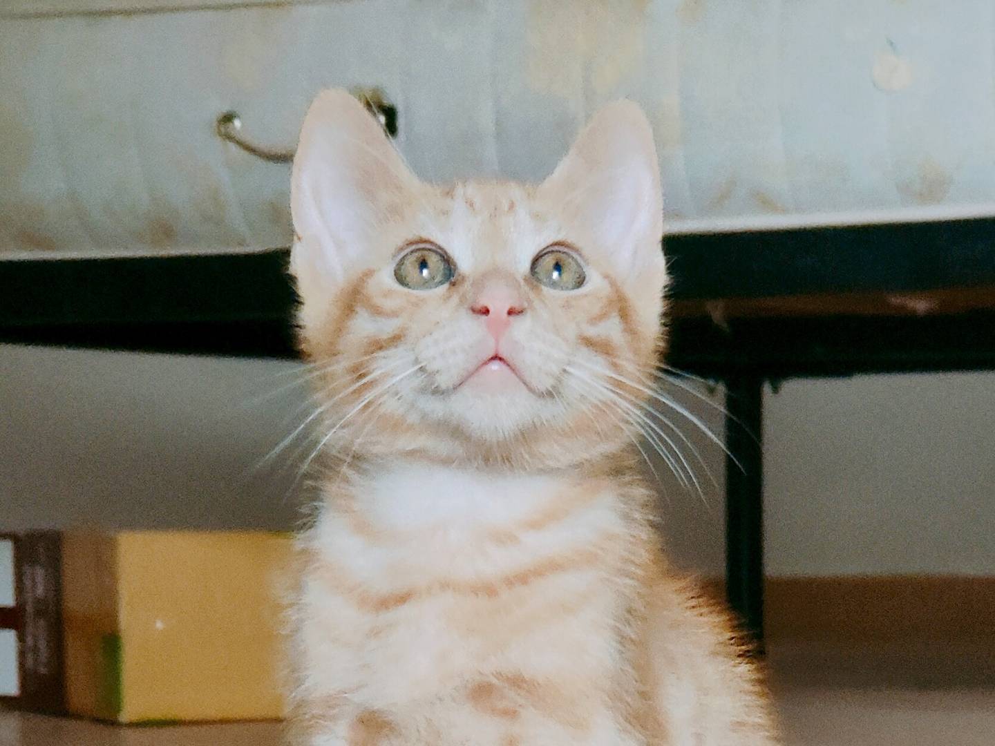 Adotta un gatto, maschio, 3 mesi, Caserta