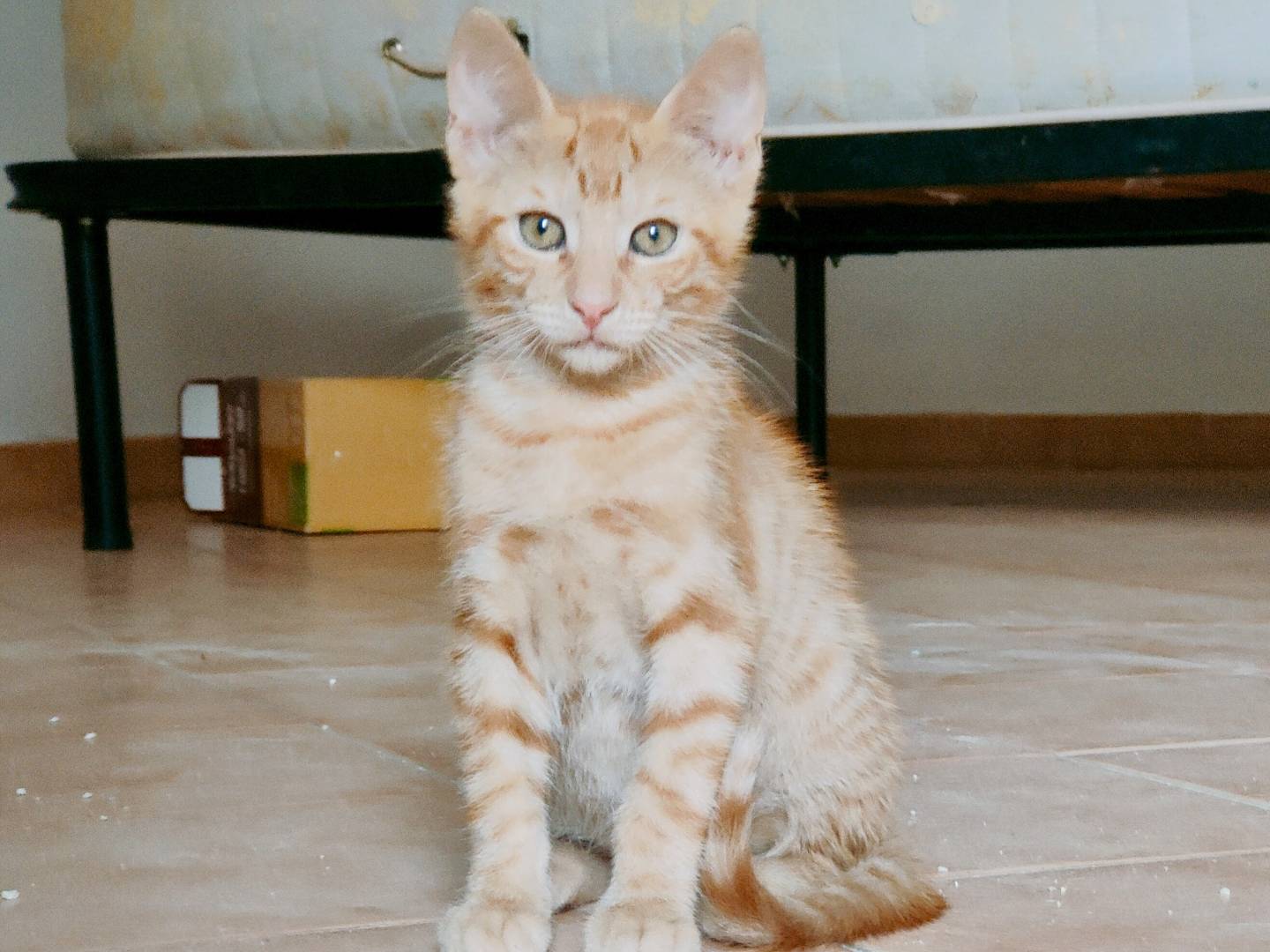 Adotta un gatto, taglia non valida, maschio, Caserta