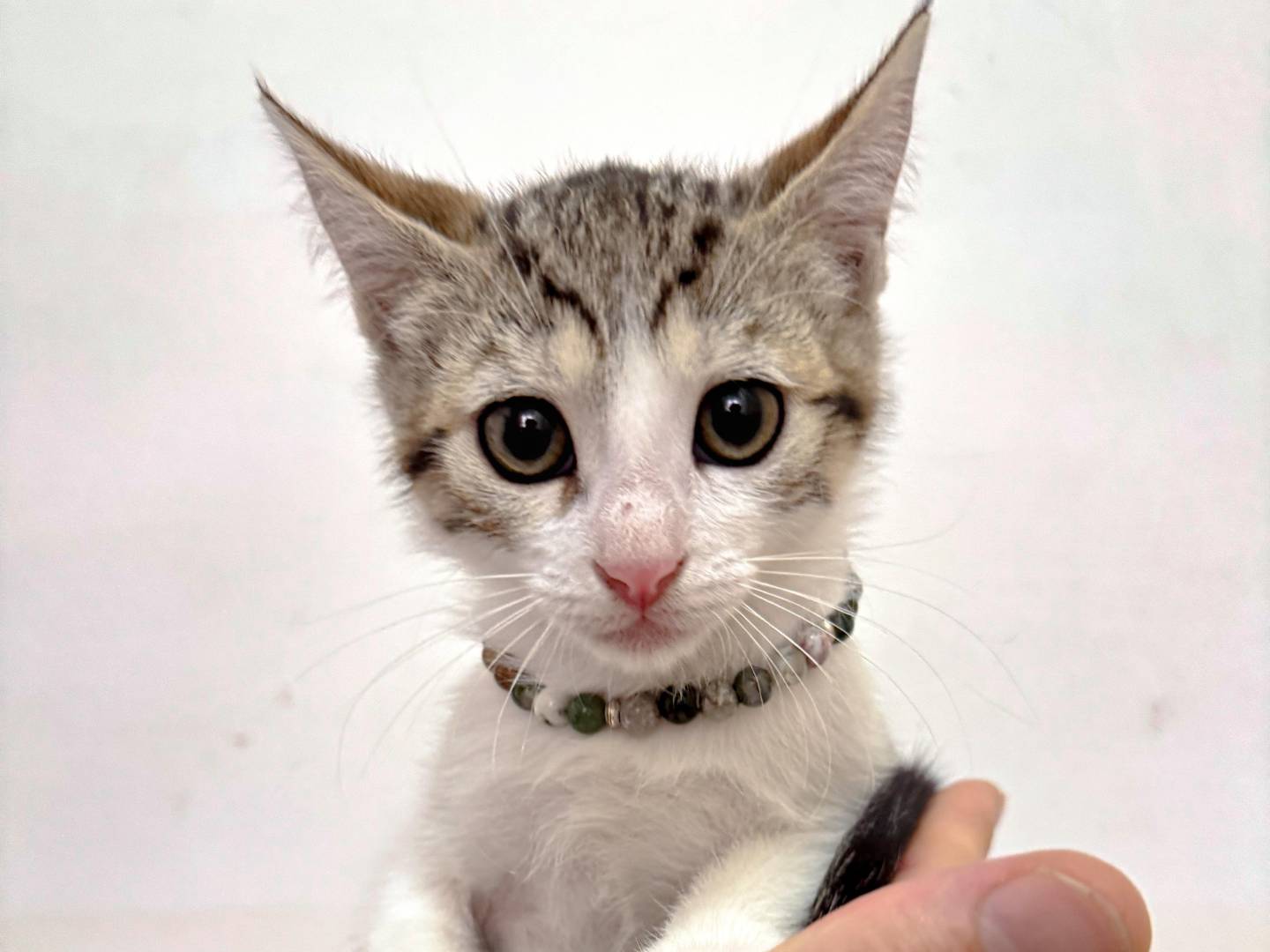 Adotta un gatto, femmina, 3 mesi, Caserta