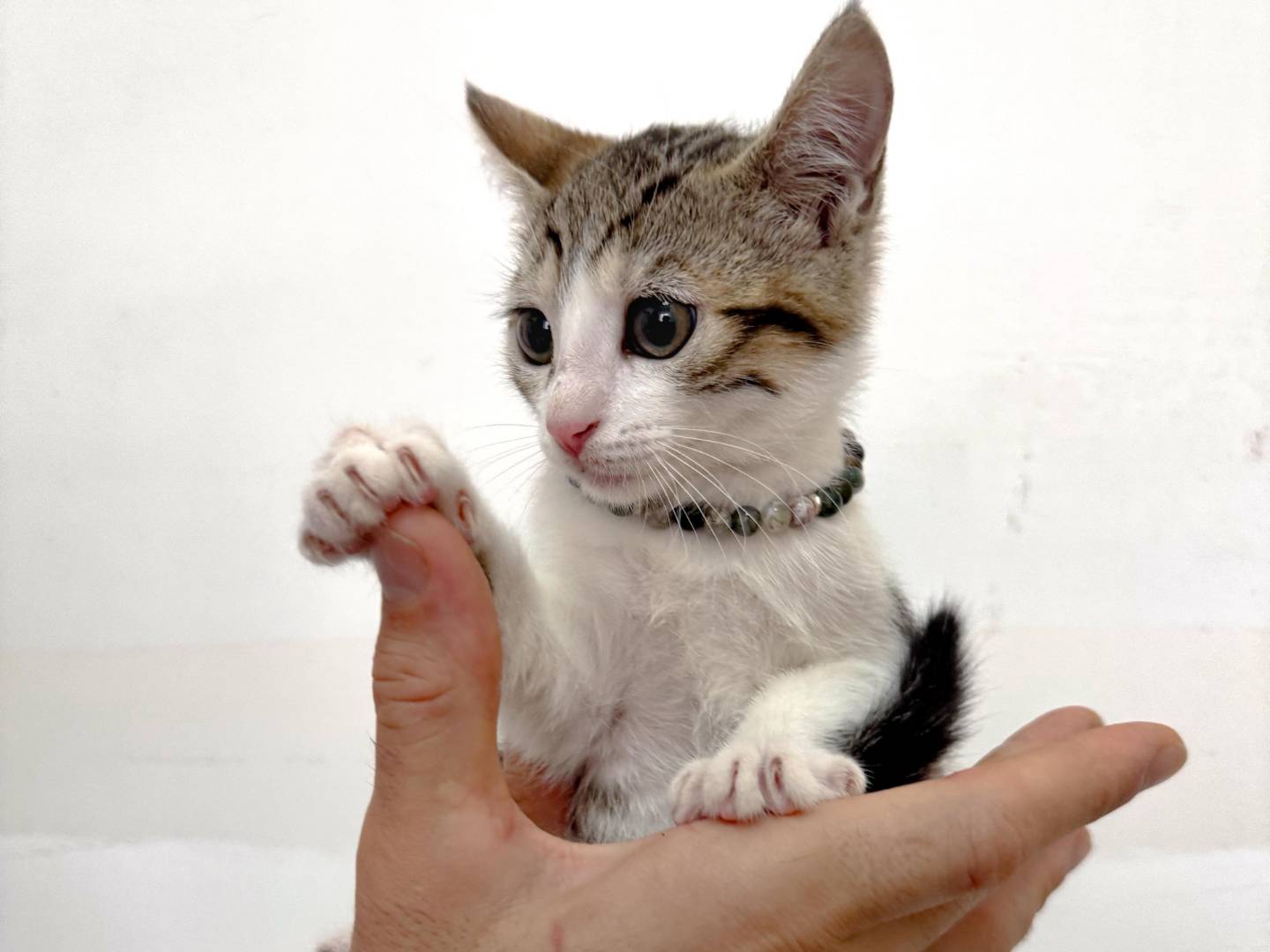 Adotta un gatto, taglia non valida, femmina, Caserta