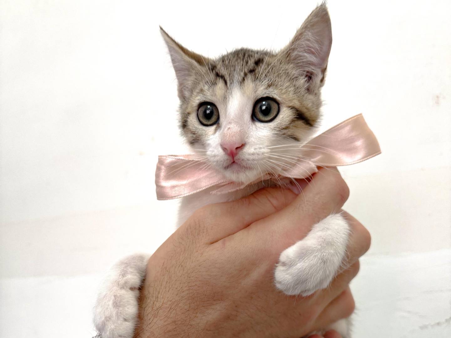 Adozione gatto, femmina, Razza sconosciuta Razza sconosciuta, 3 mesi, taglia non valida, Caserta