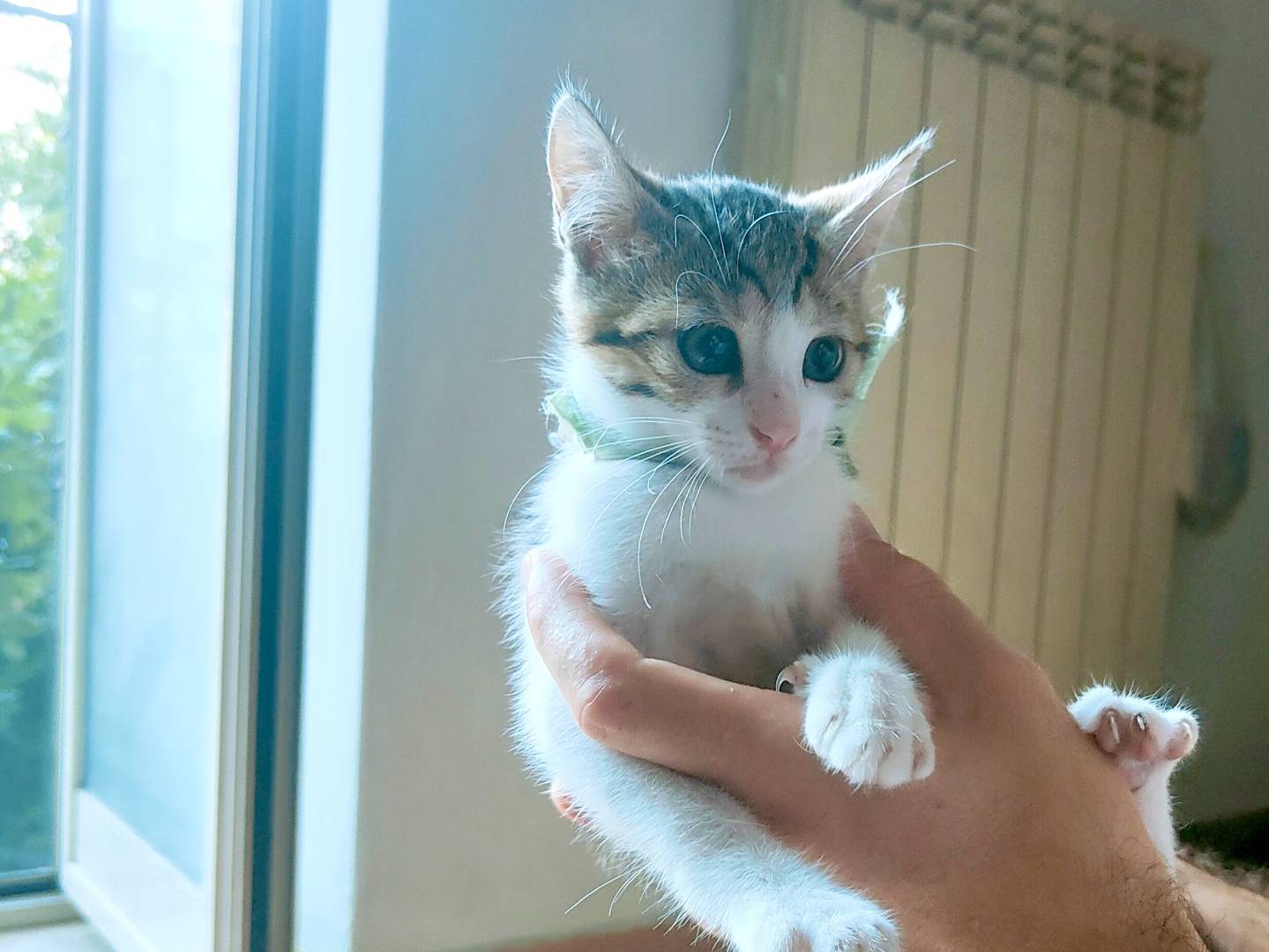 Adotta il gatto Agata  a Caserta