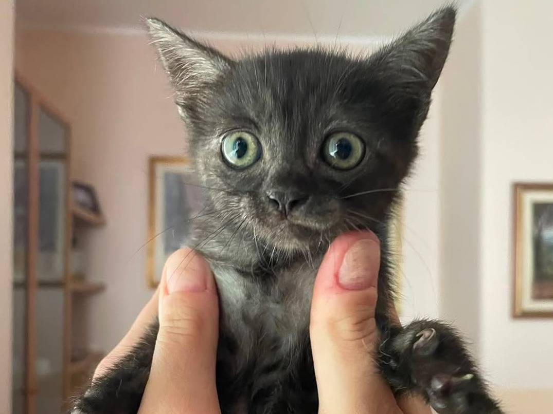 Adotta un gatto, femmina, 2 mesi, Caserta