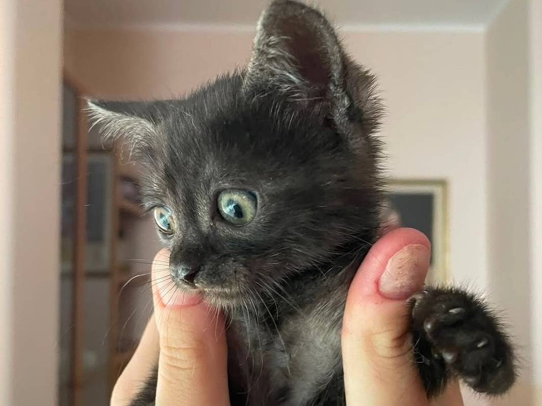 Adotta un gatto, taglia non valida, femmina, Caserta