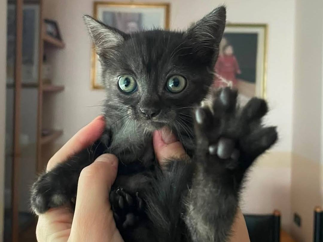 Vuoi adottare un gatto a Caserta?