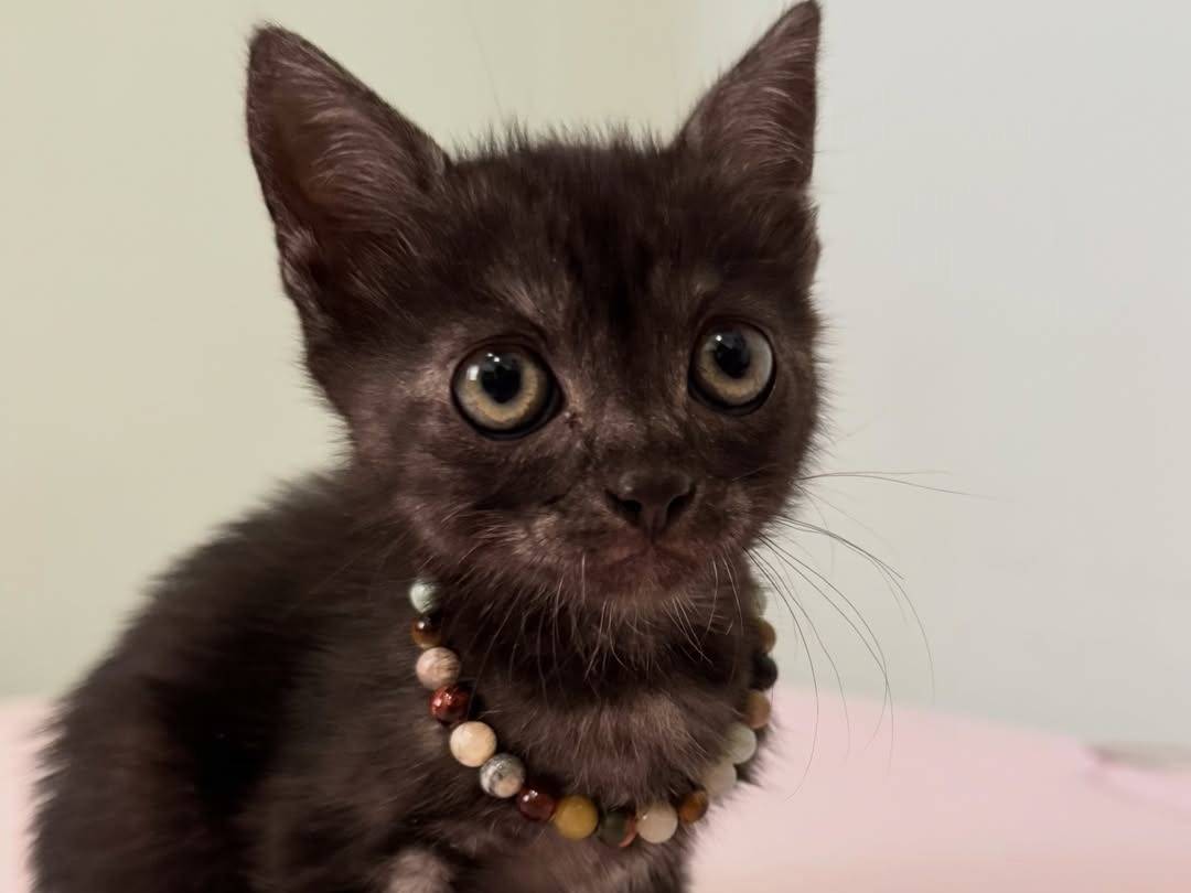 Adozione gatto, femmina, Razza sconosciuta Razza sconosciuta, 2 mesi, taglia non valida, Caserta