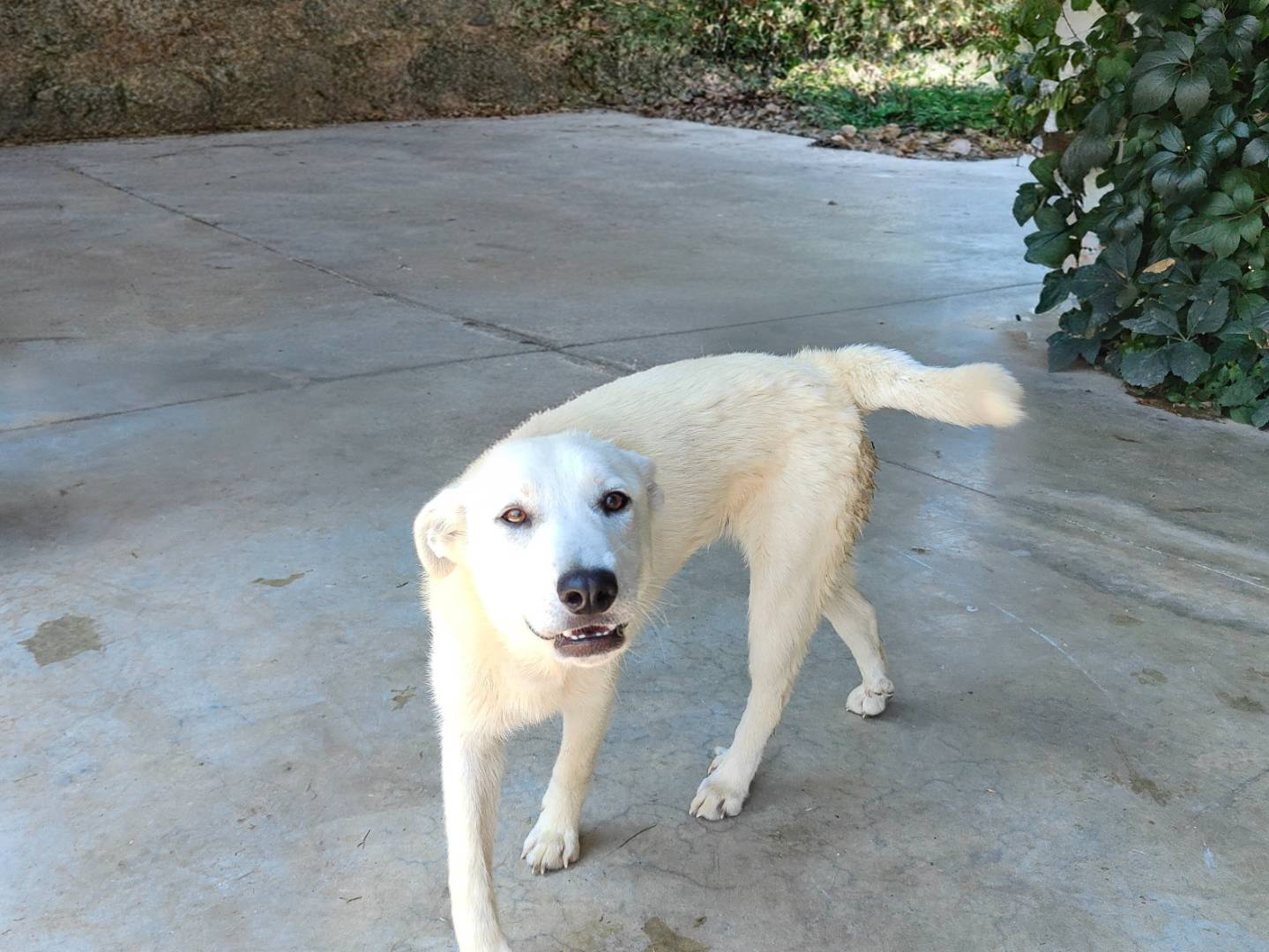 Adozione cane, maschio, Razza sconosciuta Razza sconosciuta, 5 mesi, taglia media contenuta, Cuneo