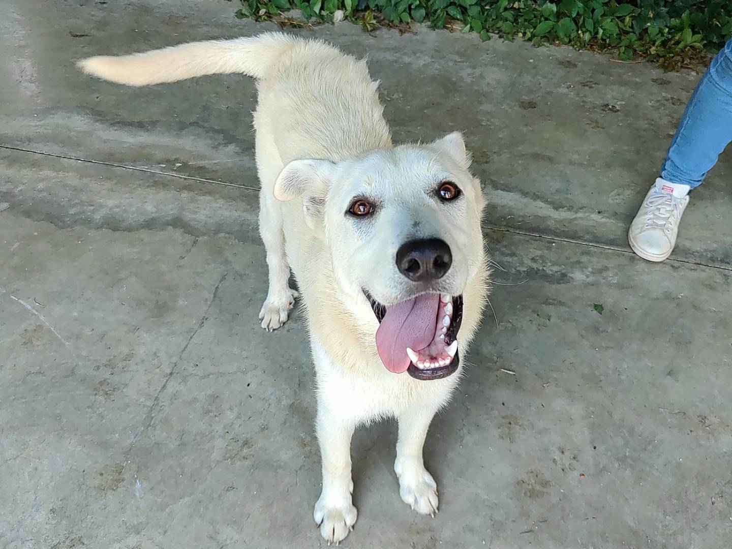 Adotta un cane, maschio, 5 mesi, Cuneo