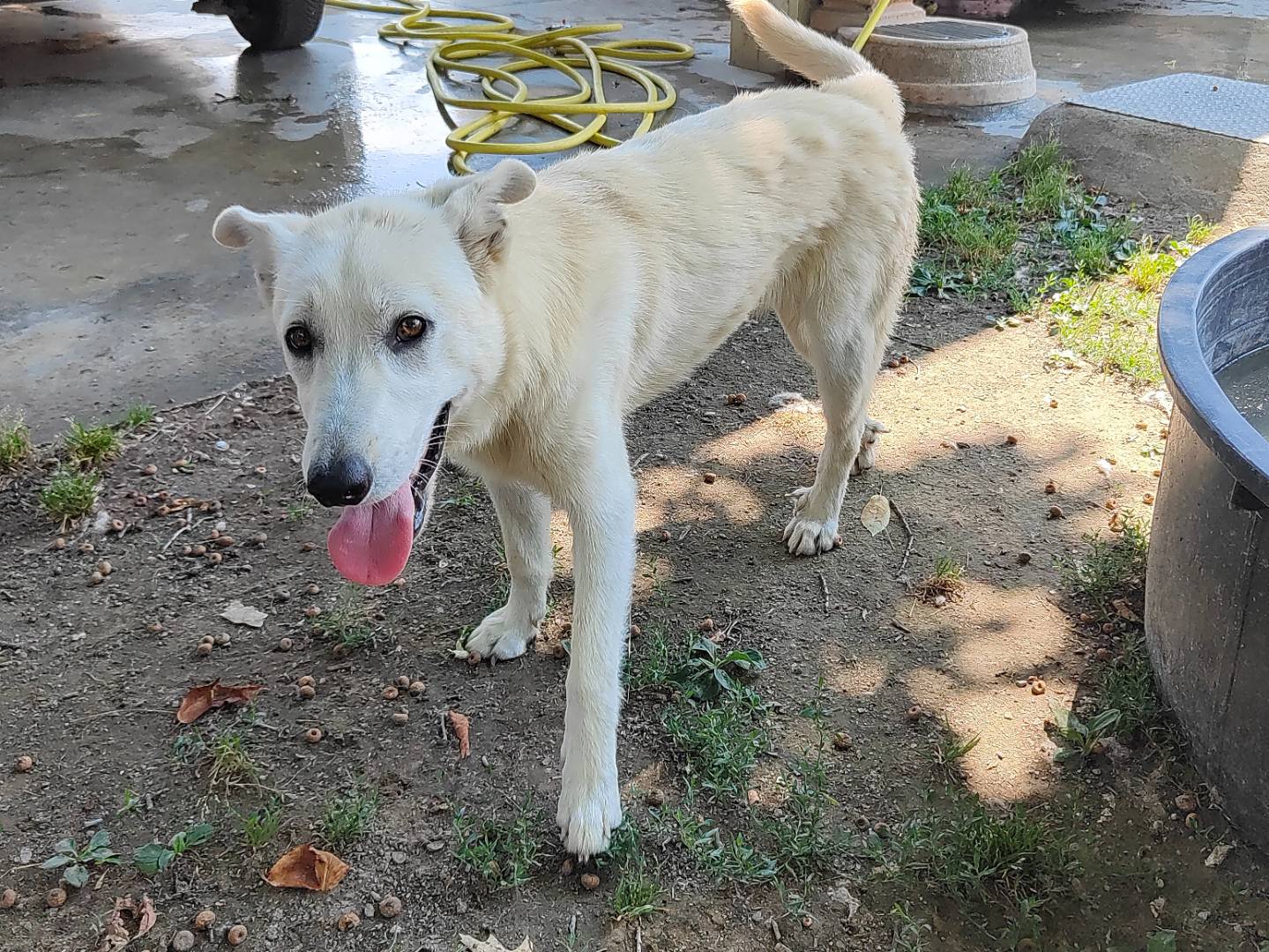 Adotta un cane, taglia media contenuta, maschio, Cuneo