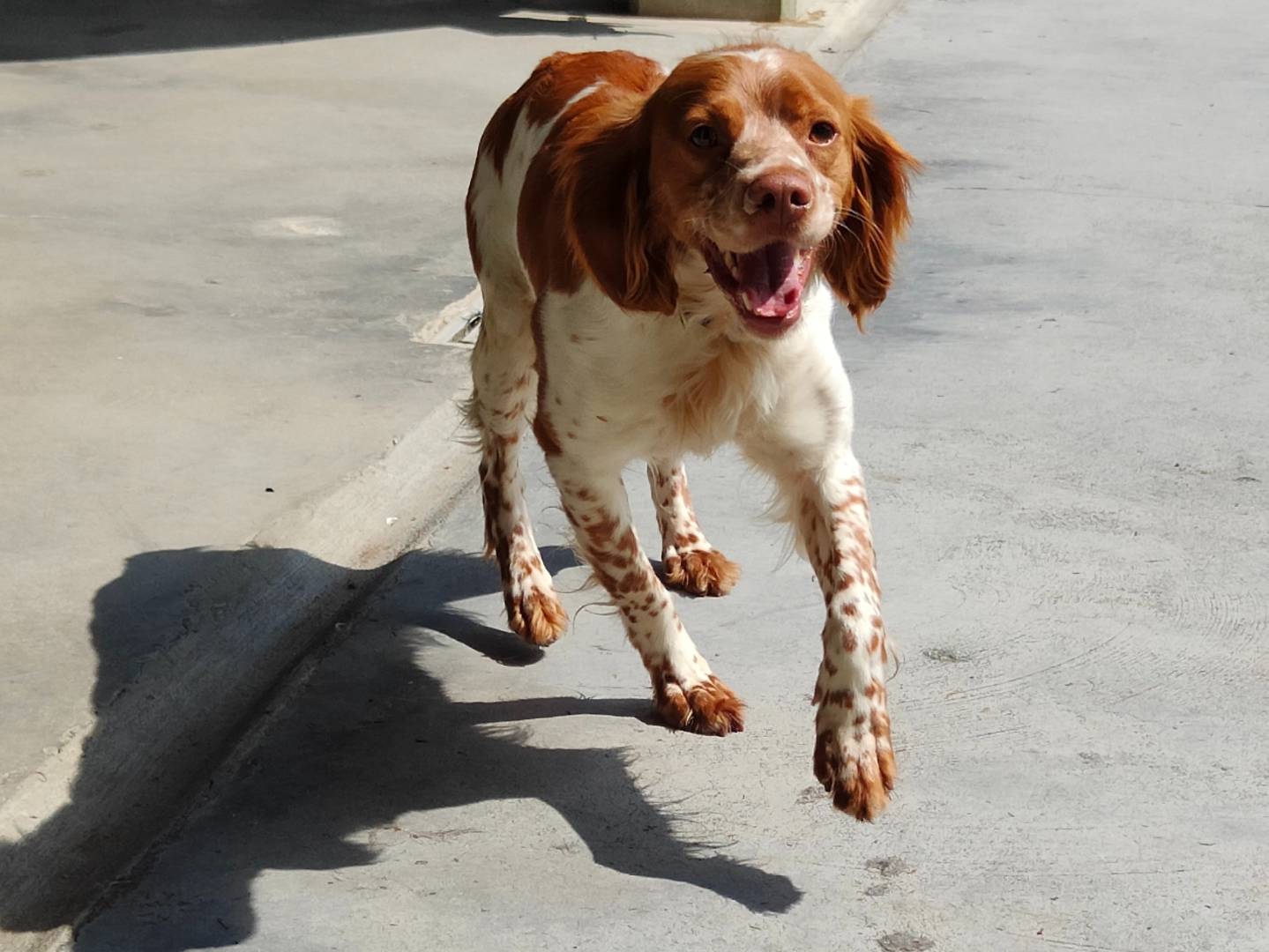 Adozione cane, femmina, Breton Razza sconosciuta, 1 anno, taglia piccola, Cuneo