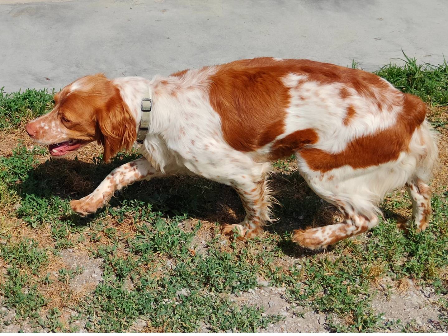 Adotta un cane, taglia piccola, femmina, Cuneo