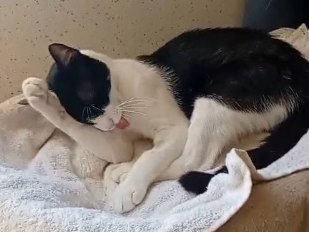 Adotta un gatto, taglia non valida, maschio, Trapani
