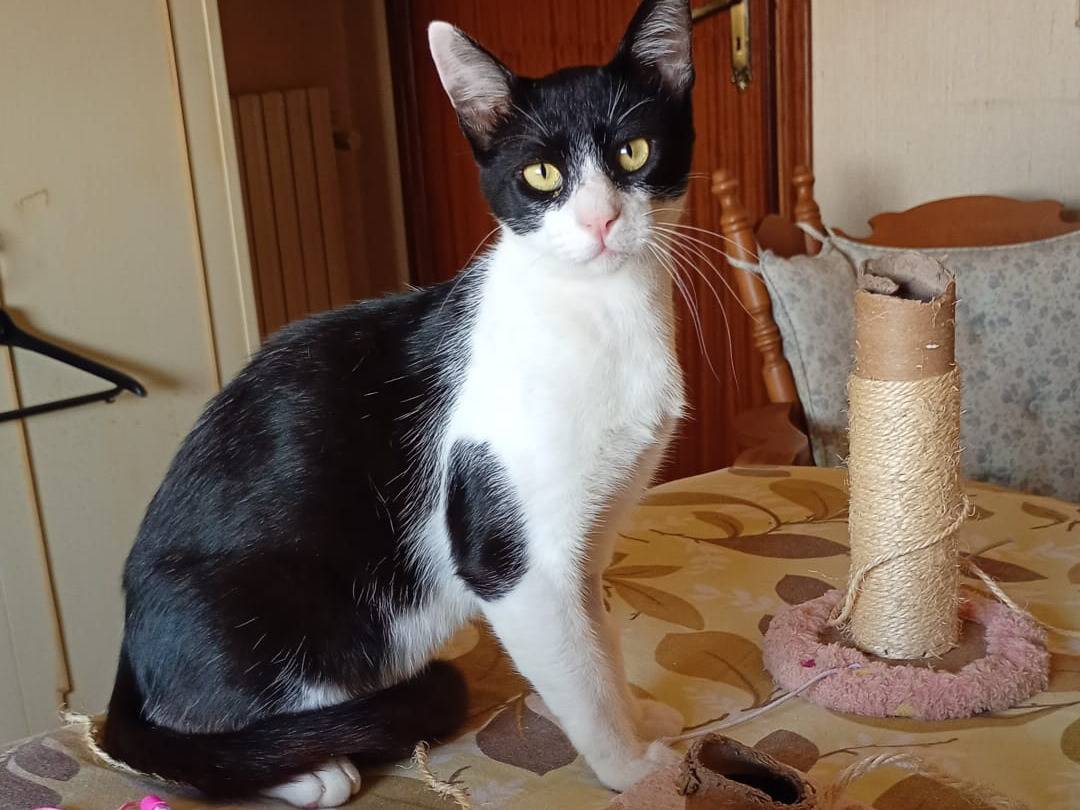 Adotta un gatto, maschio, 5 mesi, Trapani