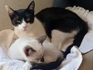Adozione gatto, maschio, Razza sconosciuta Razza sconosciuta, 5 mesi, taglia non valida, Trapani