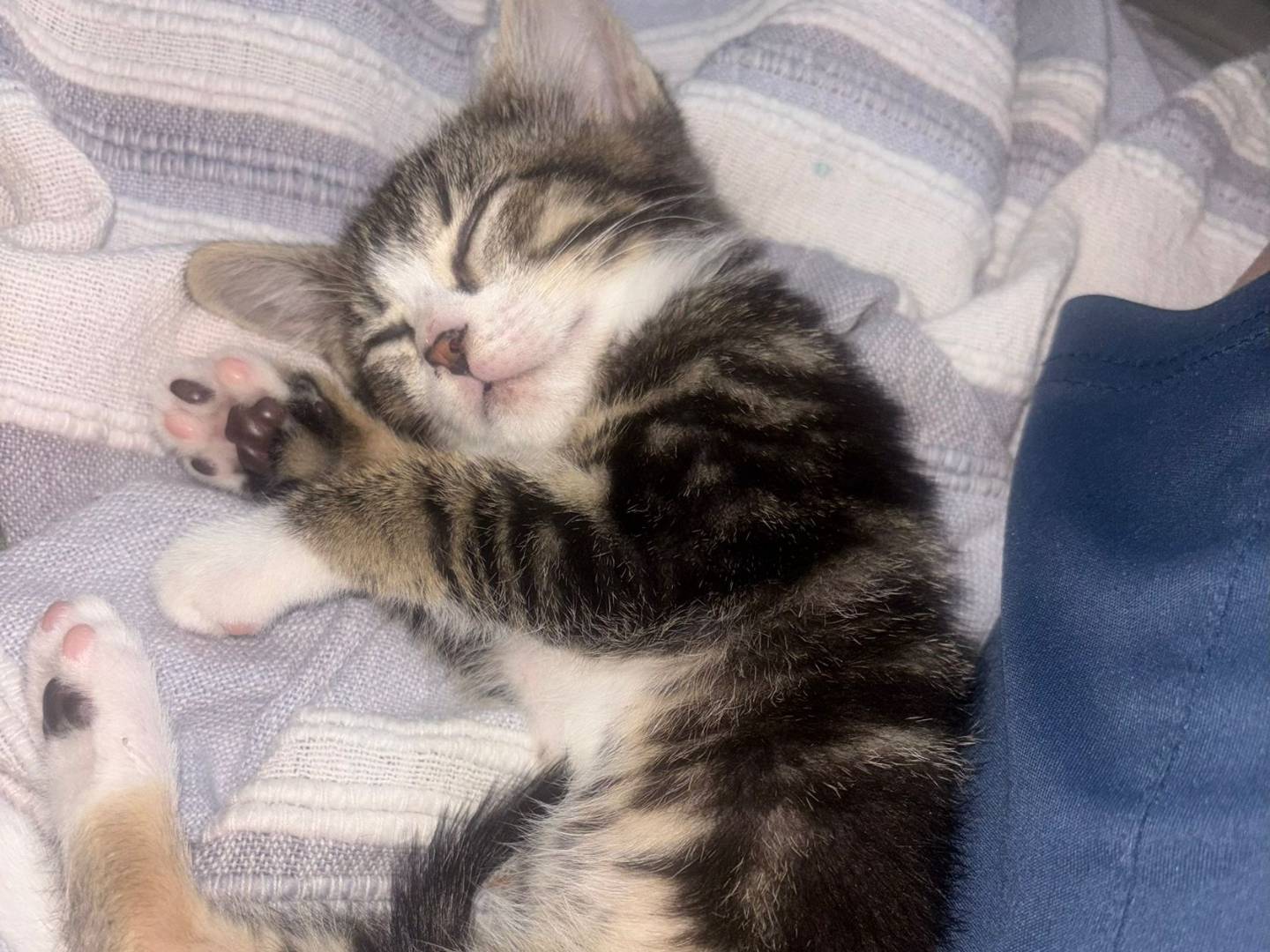 Adozione gatto, femmina, Razza sconosciuta Razza sconosciuta, 2 mesi, taglia non valida, Viterbo