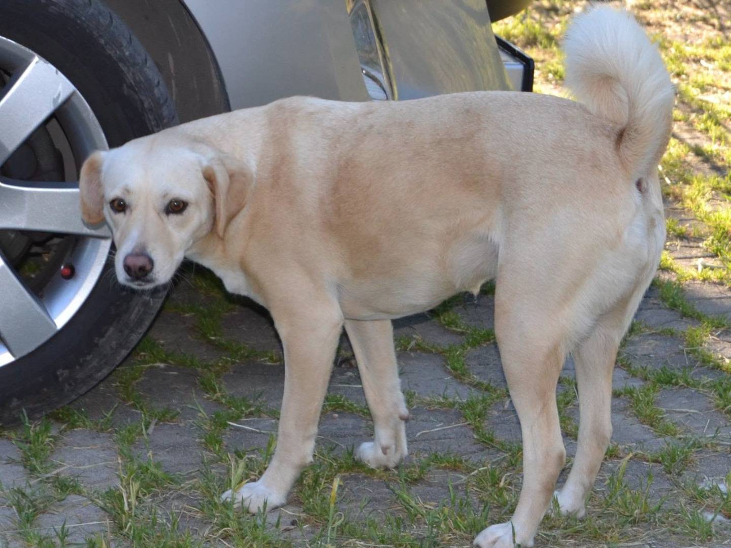 Adozione cane, femmina, Razza sconosciuta Razza sconosciuta, 2 anni e 8 mesi, taglia media, Bari