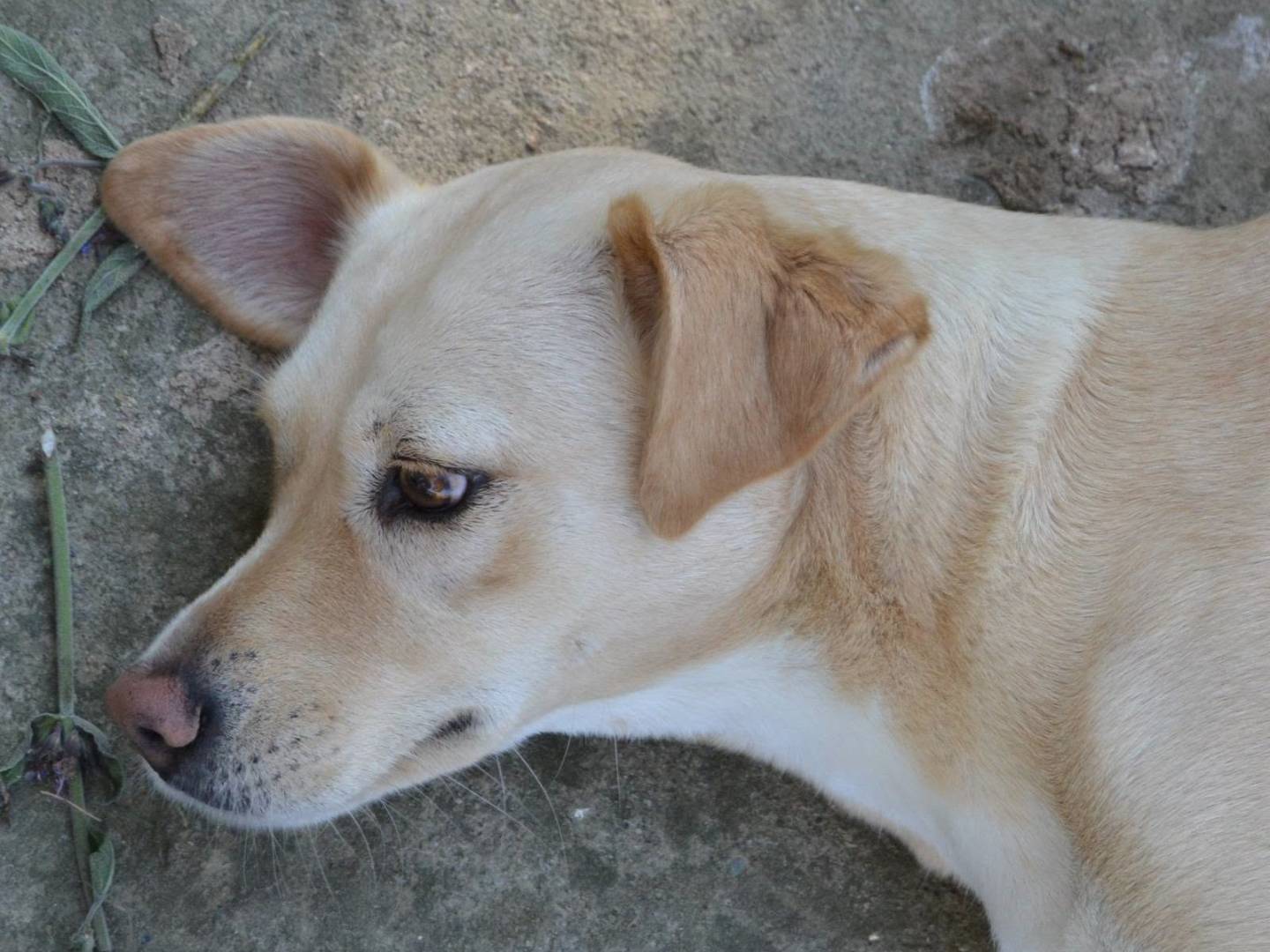 Vuoi adottare un cane a Bari?