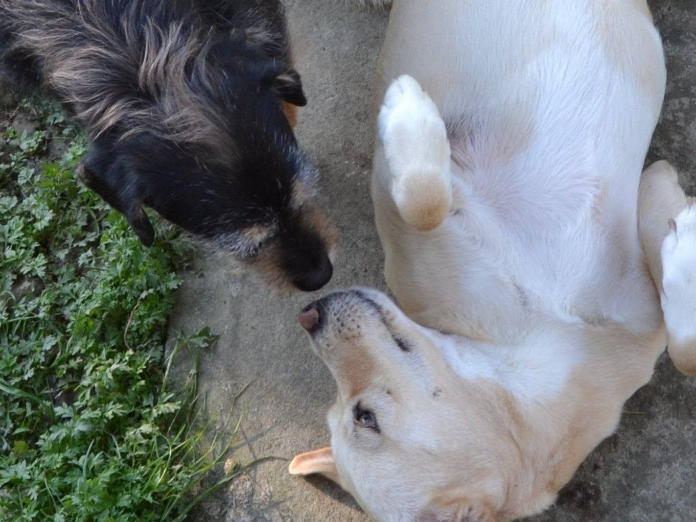 Adotta il cane Sofia a Bari