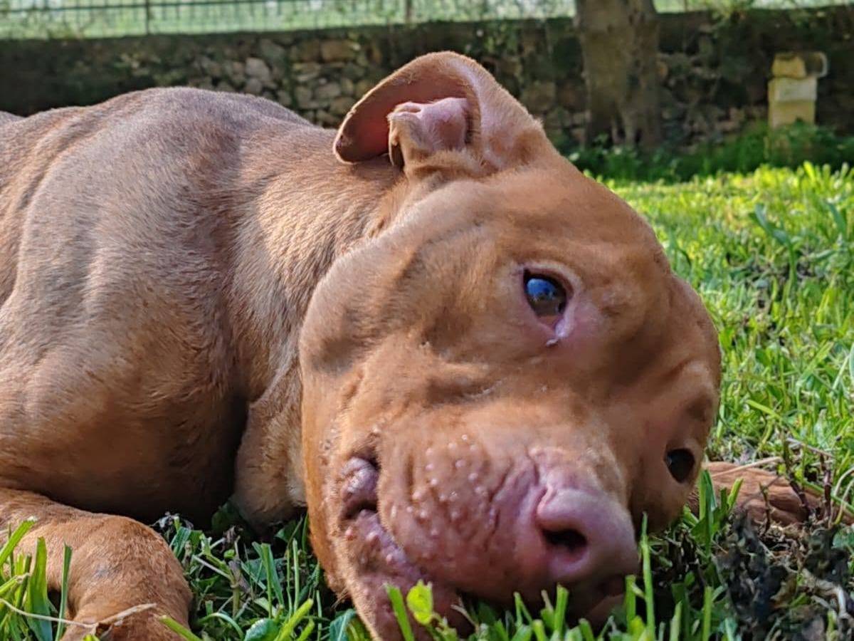 Adotta il cane Shakira a Bari