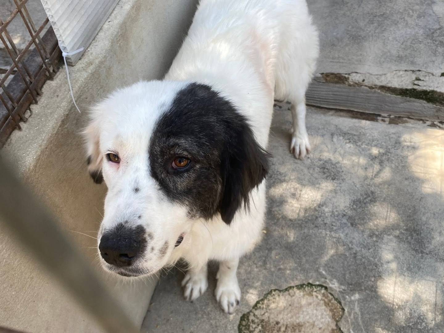 Adotta un cane, femmina, 1 anno, Bari