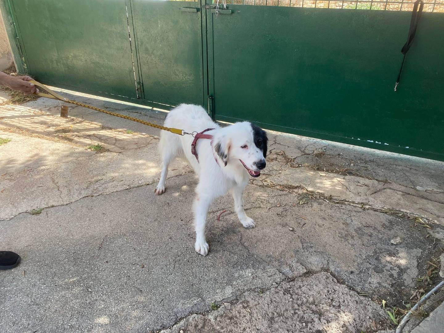 Adotta un cane, taglia media, femmina, Bari