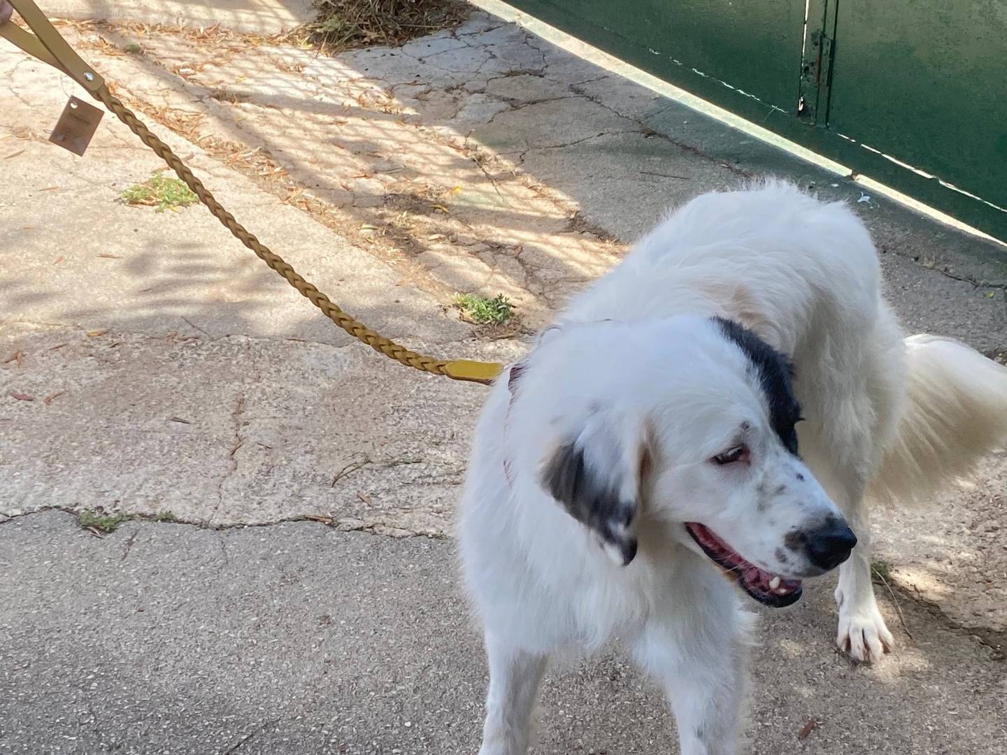 Vuoi adottare un cane a Bari?