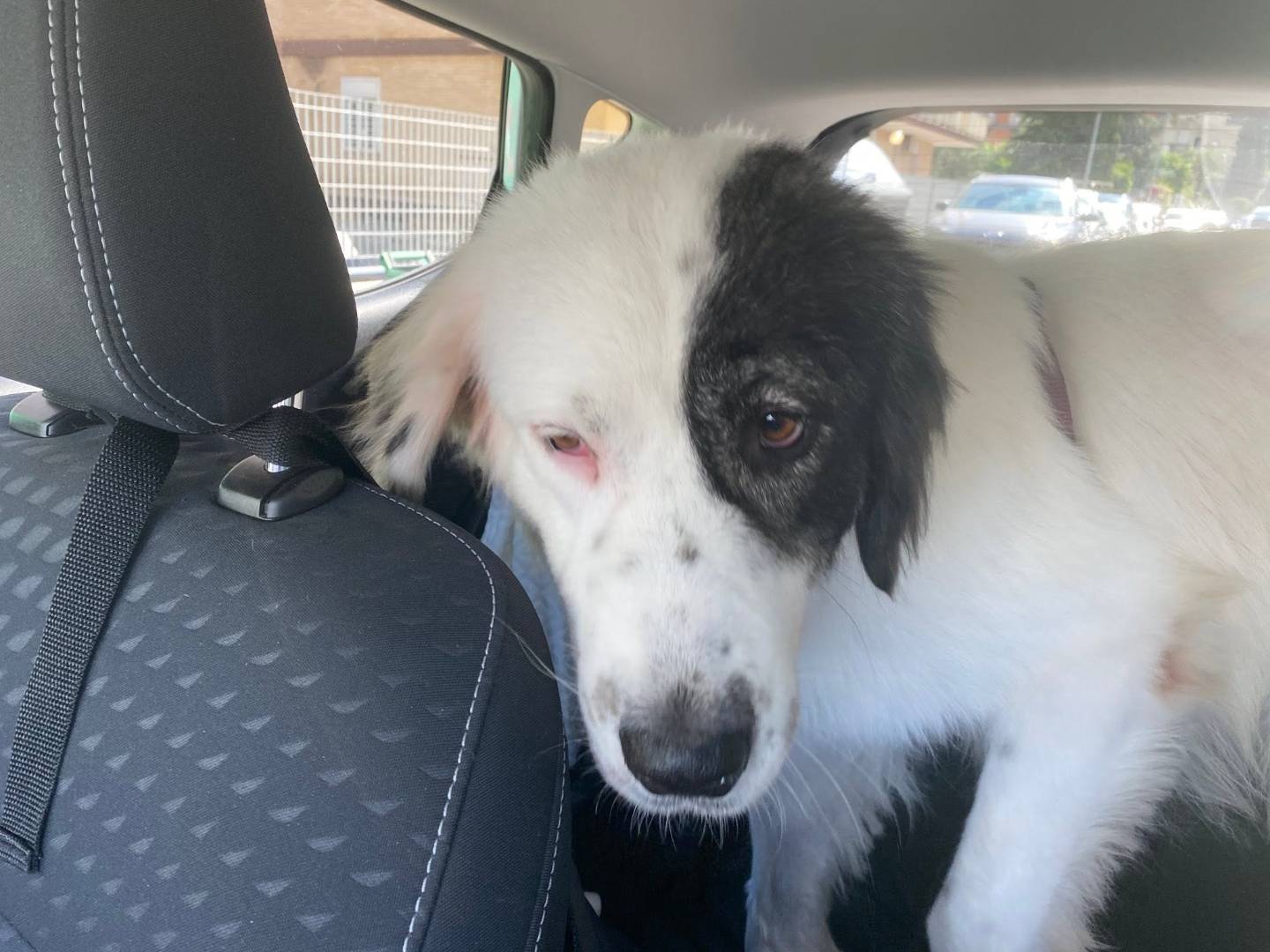 Adotta il cane Sissi a Bari