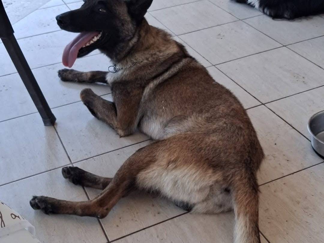Adozione cane, maschio, Pastore Belga Malinois Razza sconosciuta, 1 anno e 11 mesi, taglia media, Bari